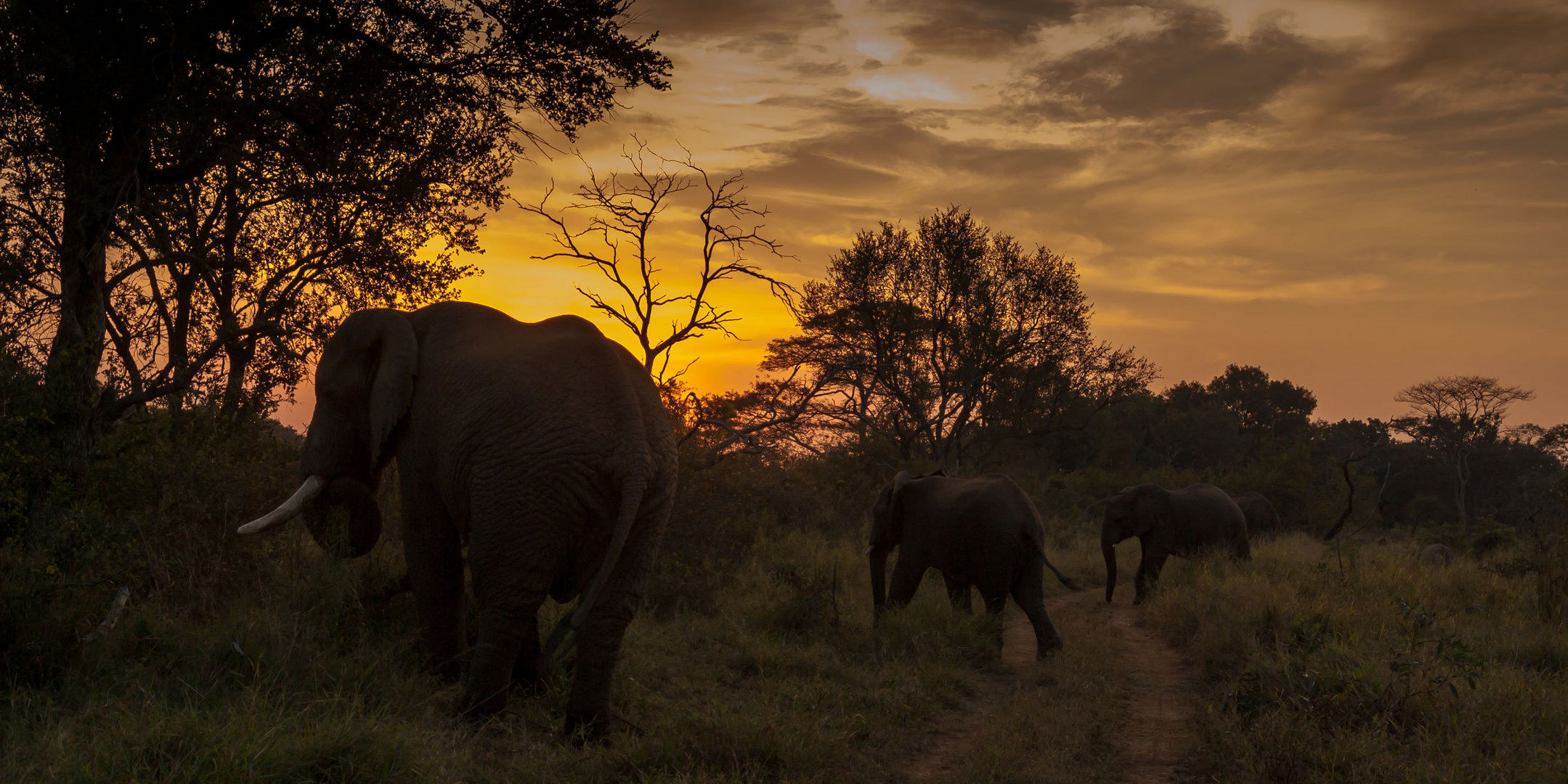 Afrika ist für die Seele - Elefanten im Sonneruntergang
