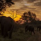 Afrika ist für die Seele - Elefanten im Sonneruntergang