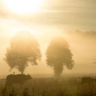 Afrika ist ziemlich weit weg - Albbüffel im Sonnenaufgang