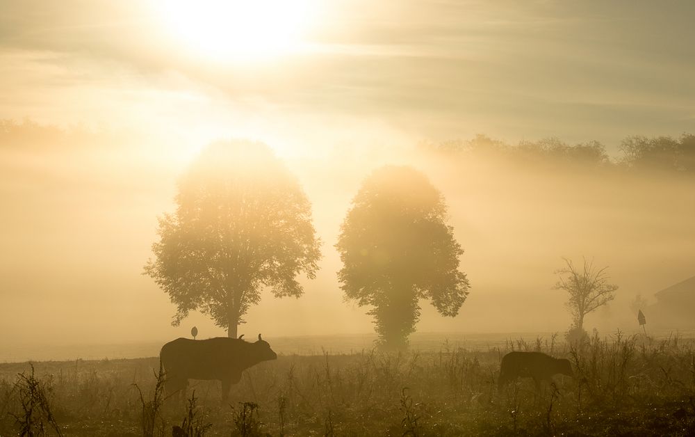 Afrika ist ziemlich weit weg - Albbüffel im Sonnenaufgang