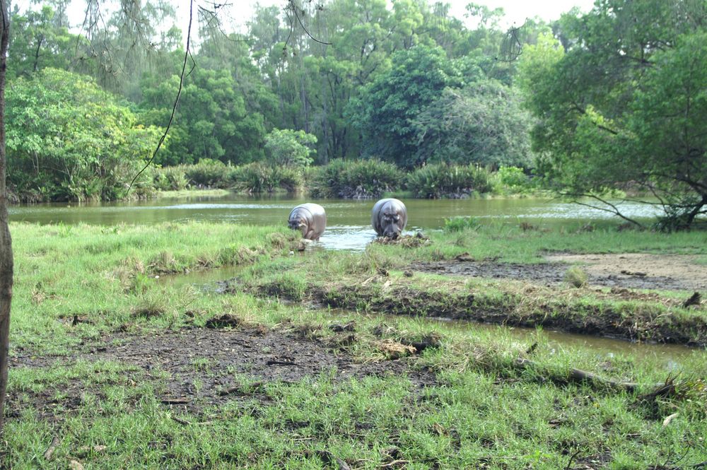 Afrika ,Kenia, Mombasa, Haller-Park