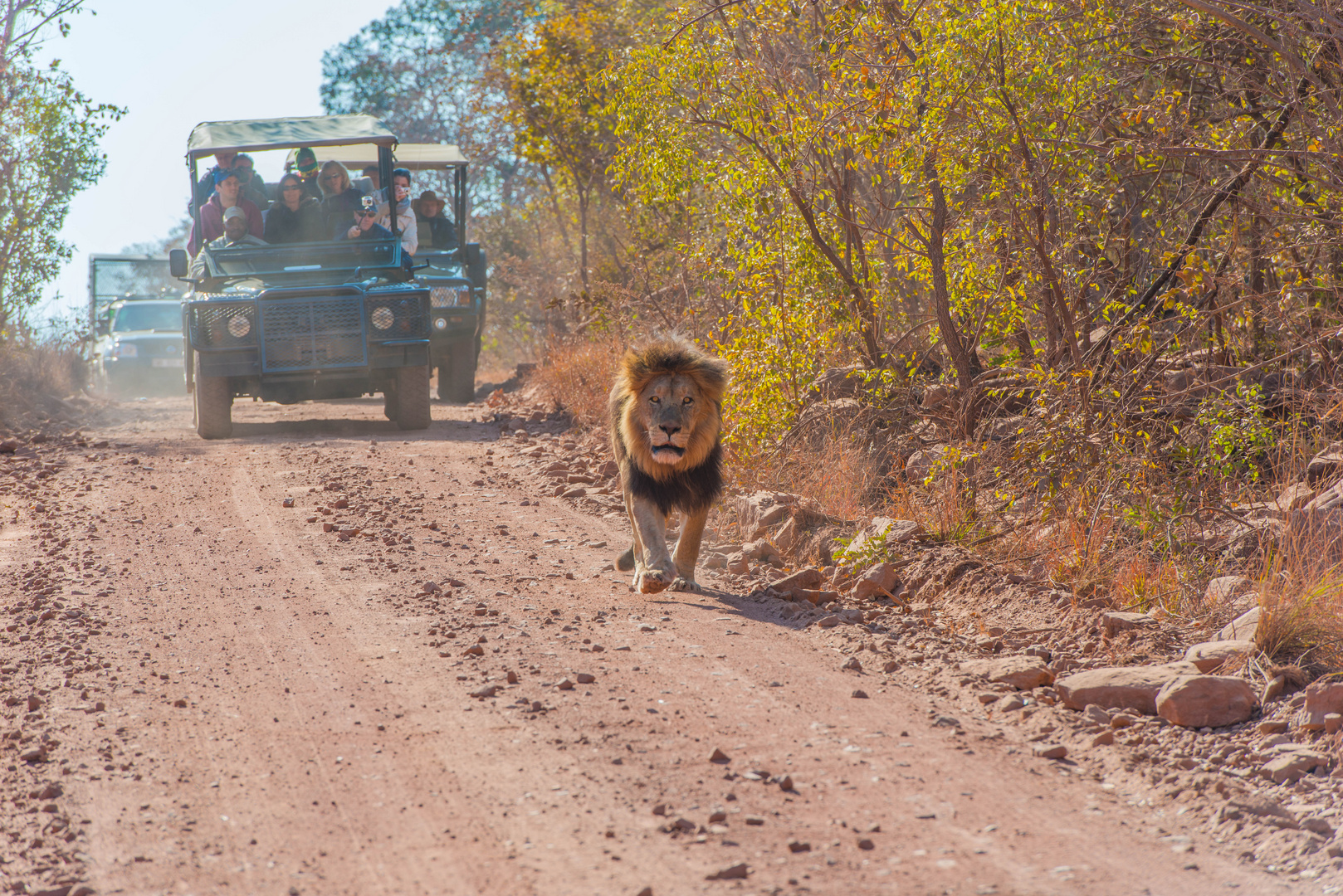 Afrika Safari Löwe