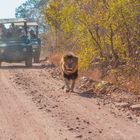 Afrika Safari Löwe