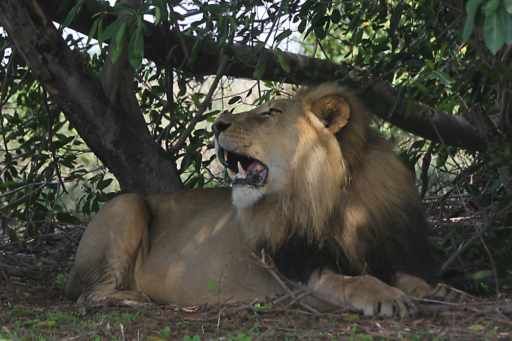 Afrika, Sambia, Liuwa Plain