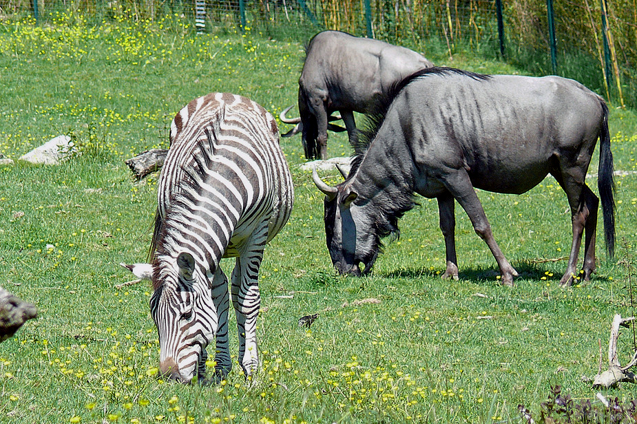 Afrika Savanne im Taunus