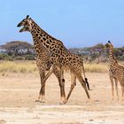 Afrika seine Tiere und Landschaft