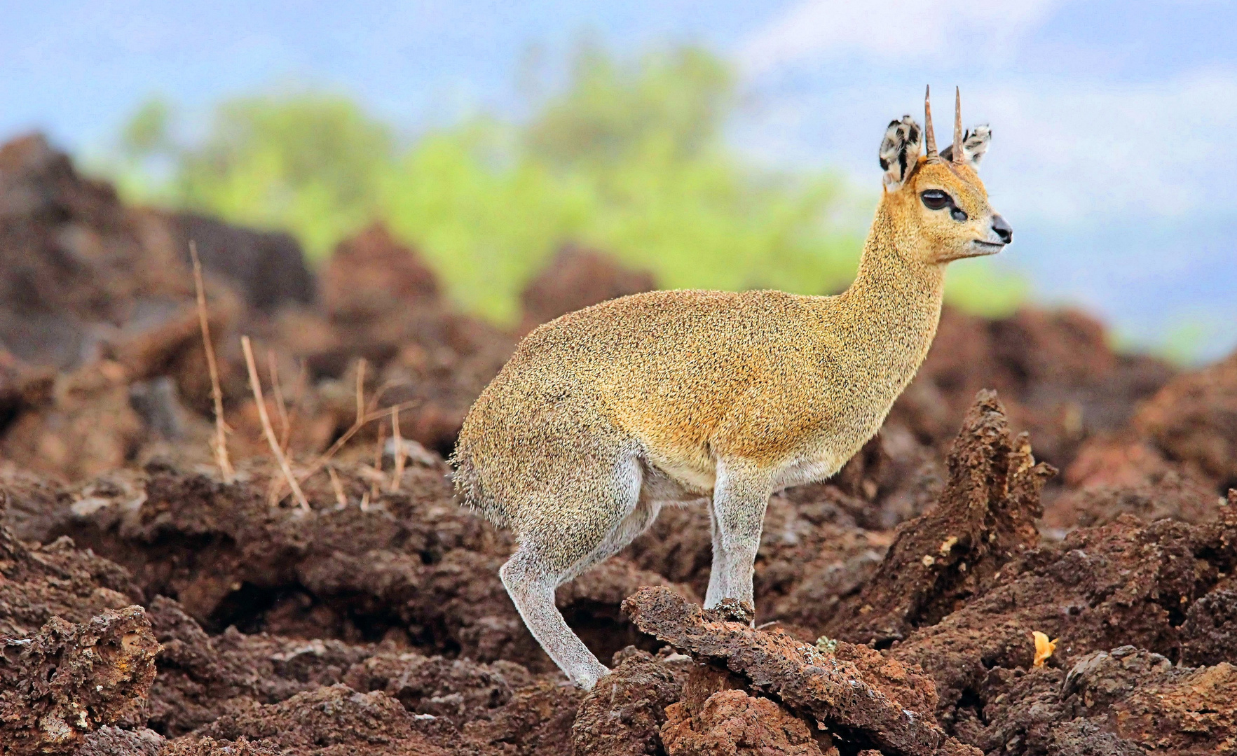 Afrika seine Tiere und Landschaften