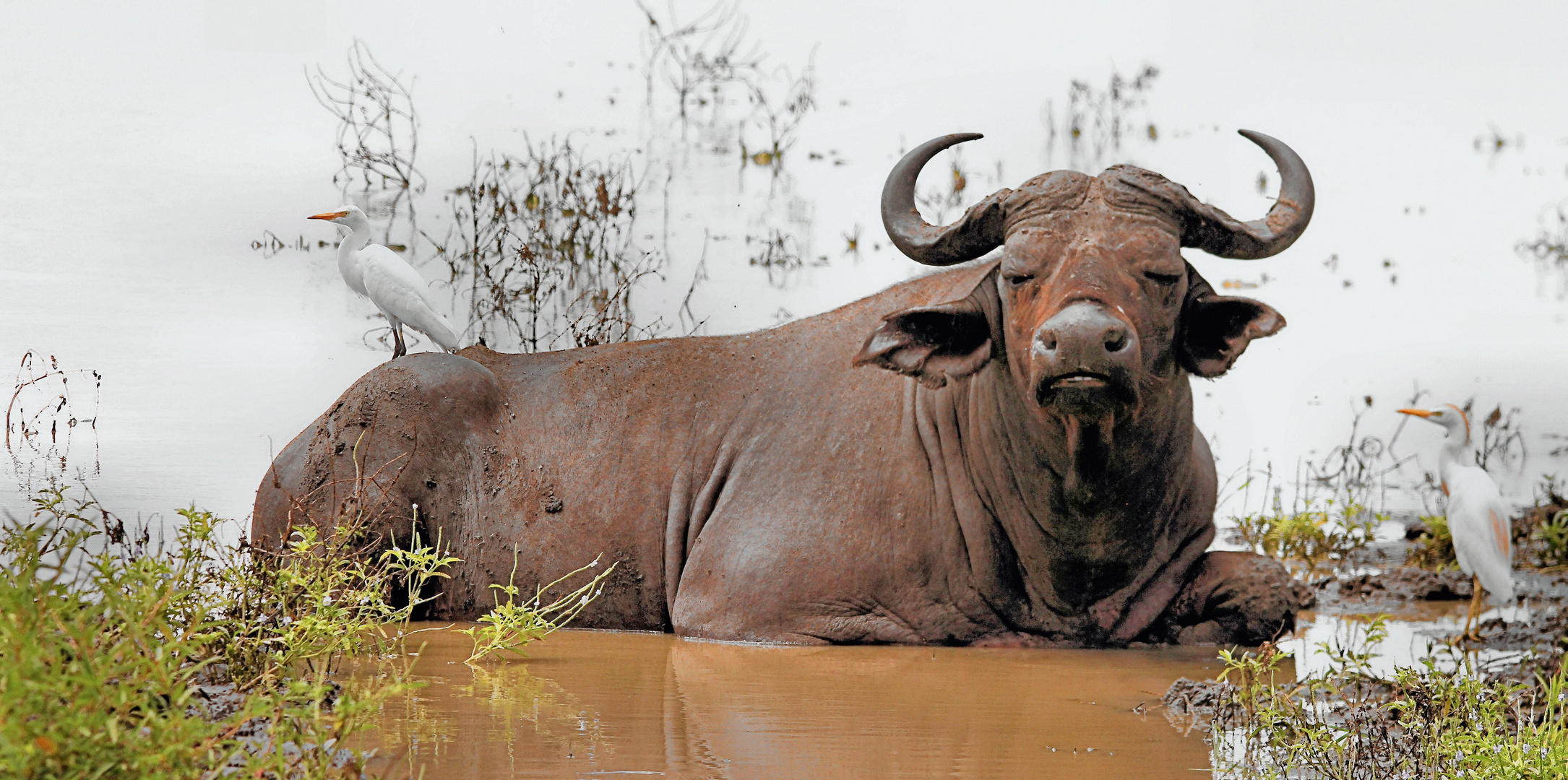 Afrika seine Tiere und Landschaften