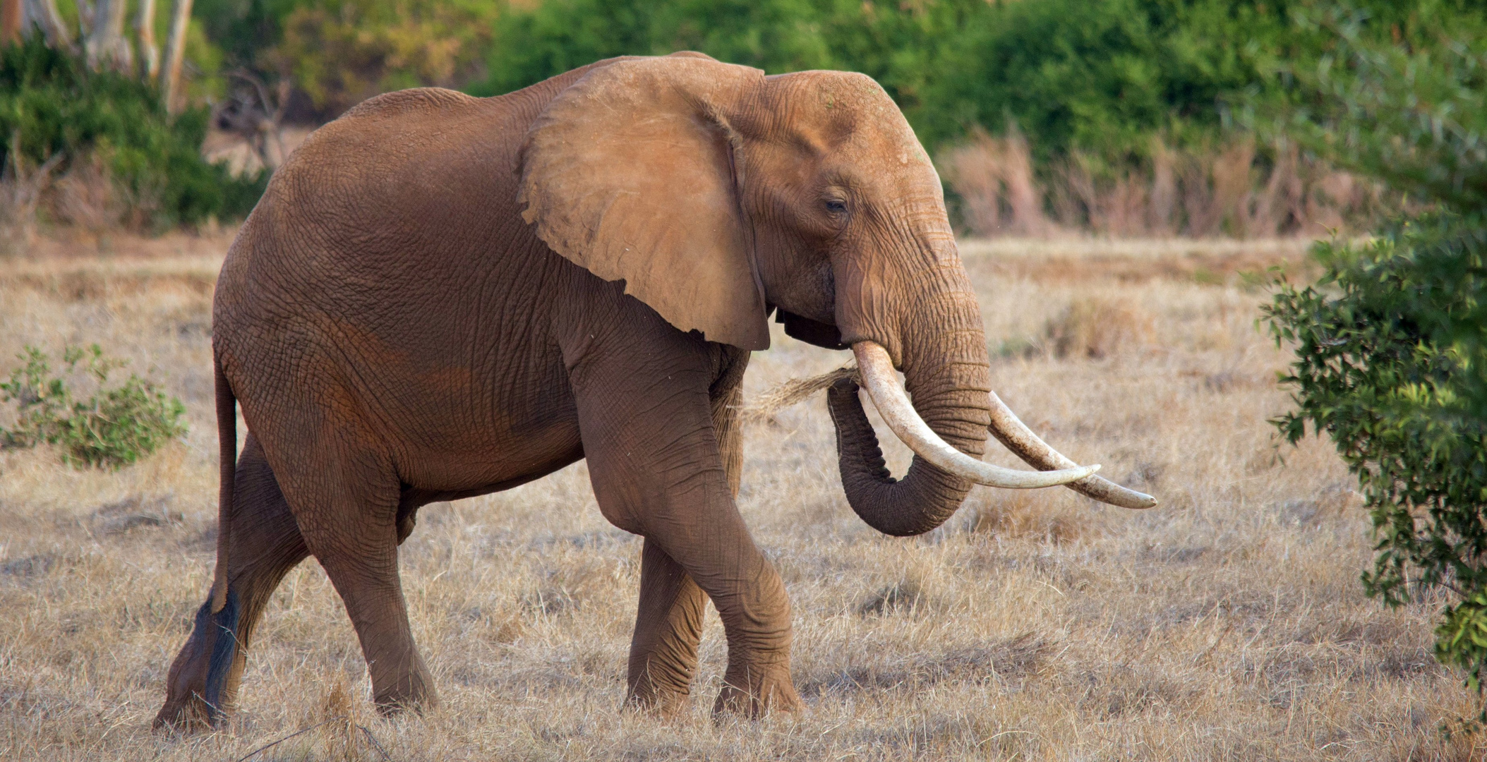 Afrika seine Tiere und Landschaften