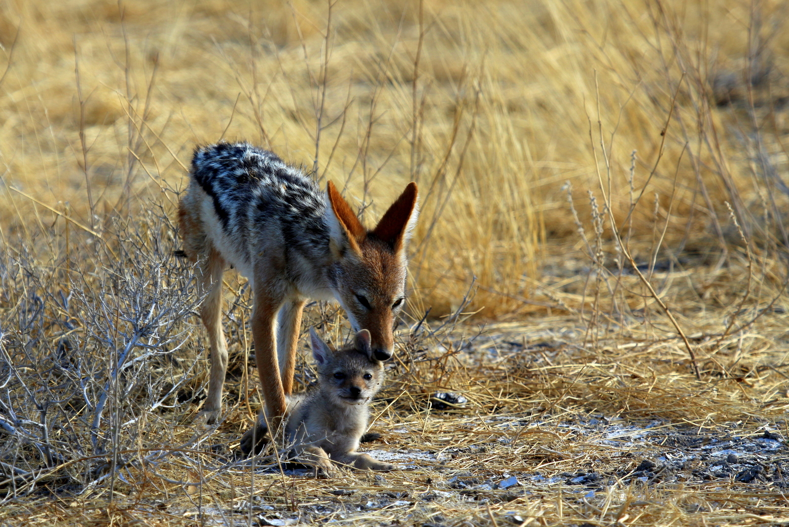 Afrika seine Tiere und Landschaften