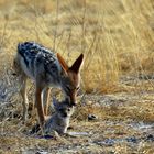 Afrika seine Tiere und Landschaften