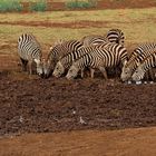 Afrika seine Tiere und Landschaften