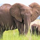 Afrika seine Tiere und Landschaften