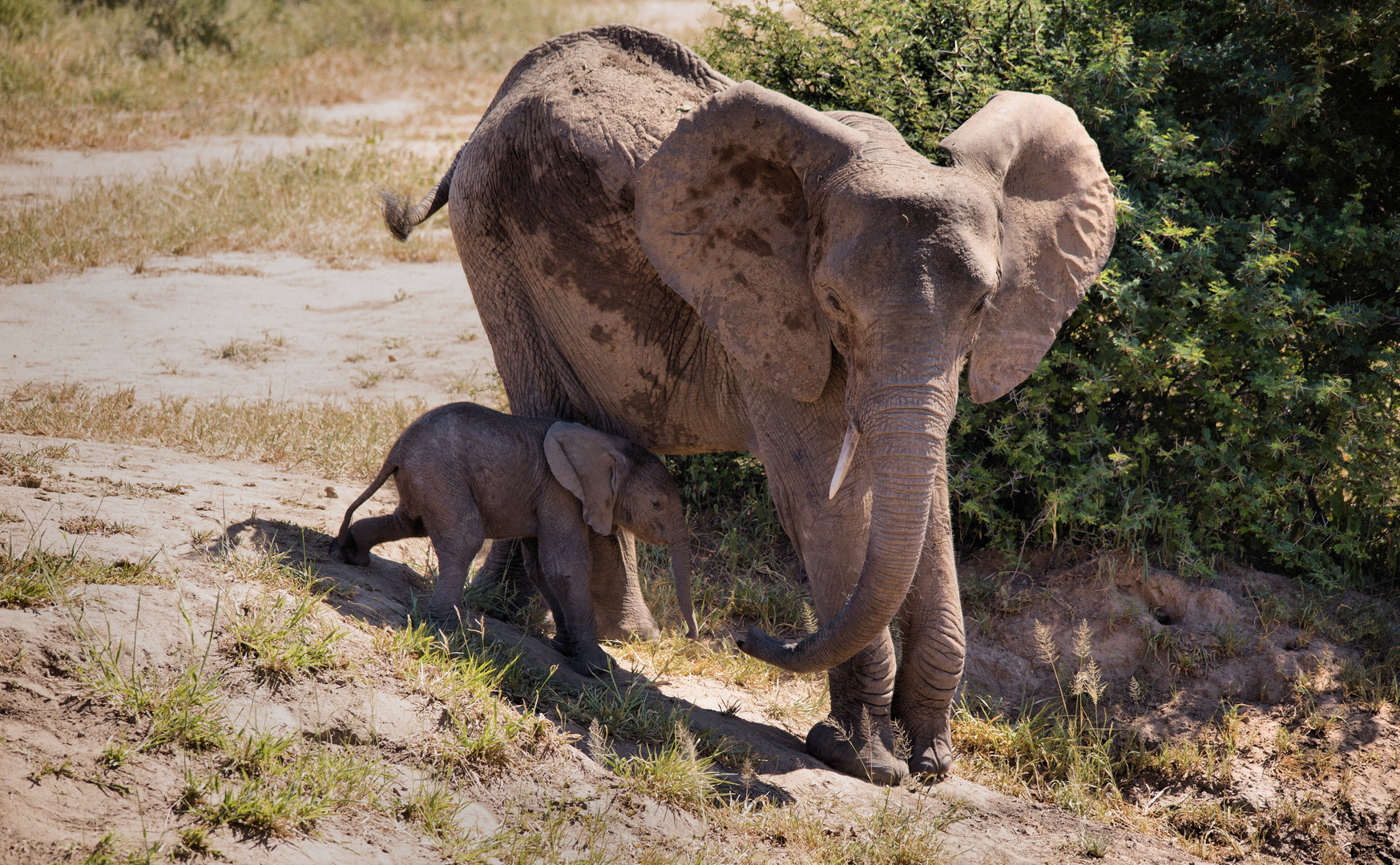 Afrika seine Tiere und Landschaften