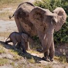 Afrika seine Tiere und Landschaften