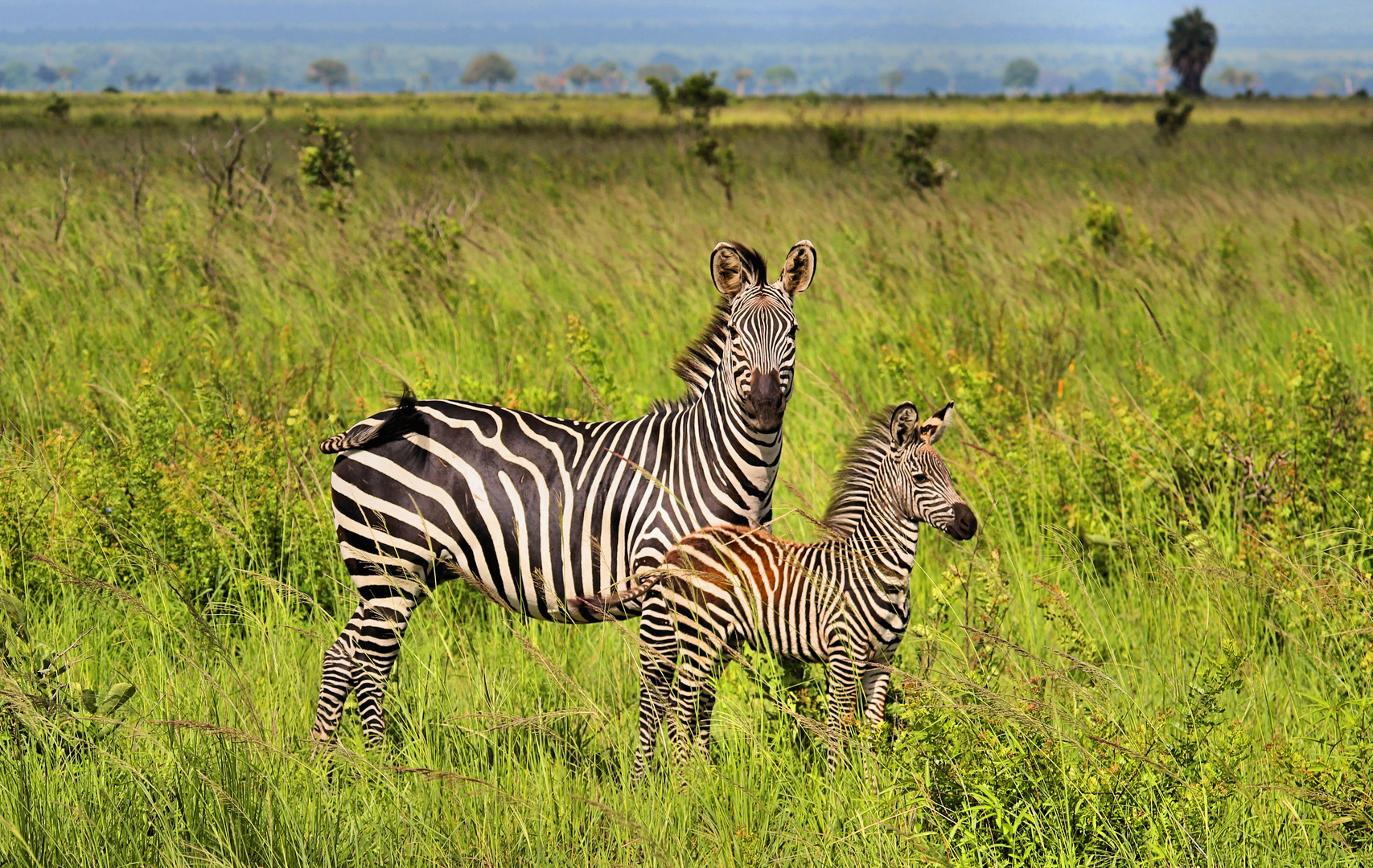 Afrika seine Tiere und Landschaften