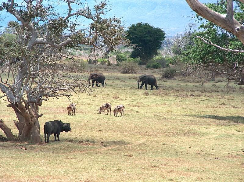 Afrika - wie es lebt