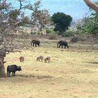 Afrika - wie es lebt