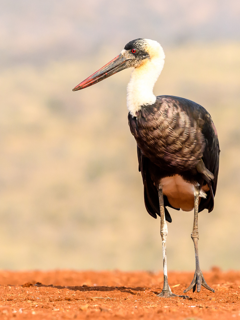 Afrika-Wollhalsstorch (Ciconia apiscopus microscelis)