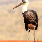 Afrika-Wollhalsstorch (Ciconia apiscopus microscelis)