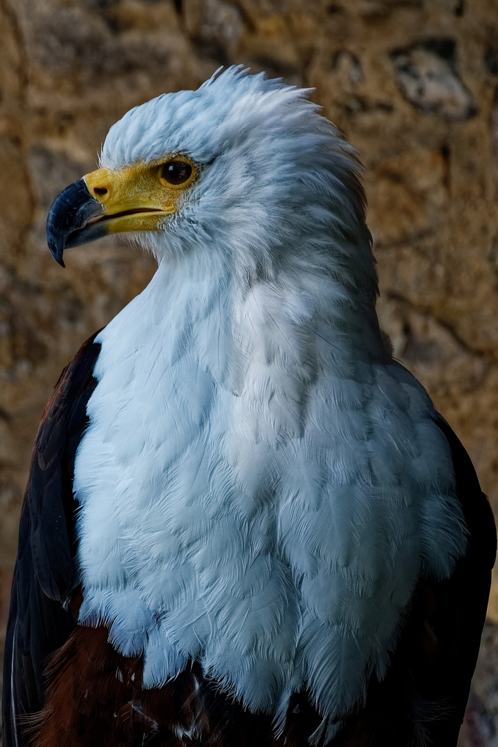 Afrikan. Schreiseeadler