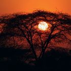 Afrikan Sundowner