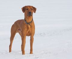 Afrikaner im Schnee