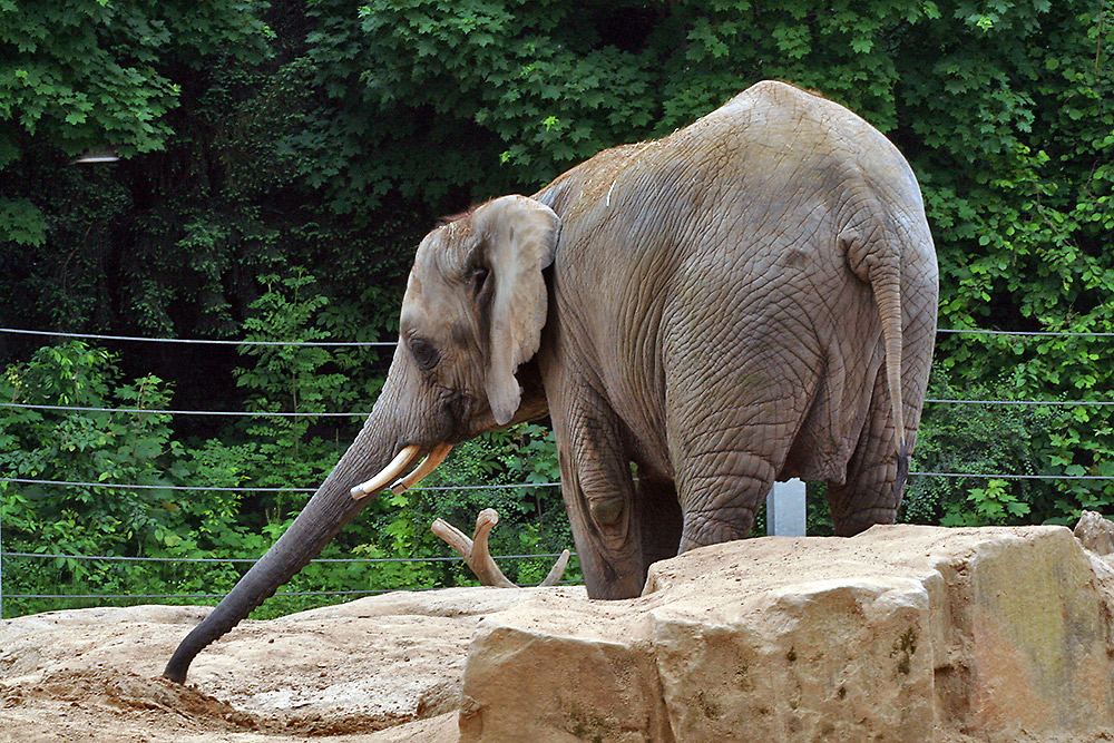 Afrikanerkuh (Loxodonta africana) im Zoo Drsden bei einer typischen Prüfung...