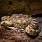 Afrikaninische Wüsten-Hornviper  auf ihrem Plateau