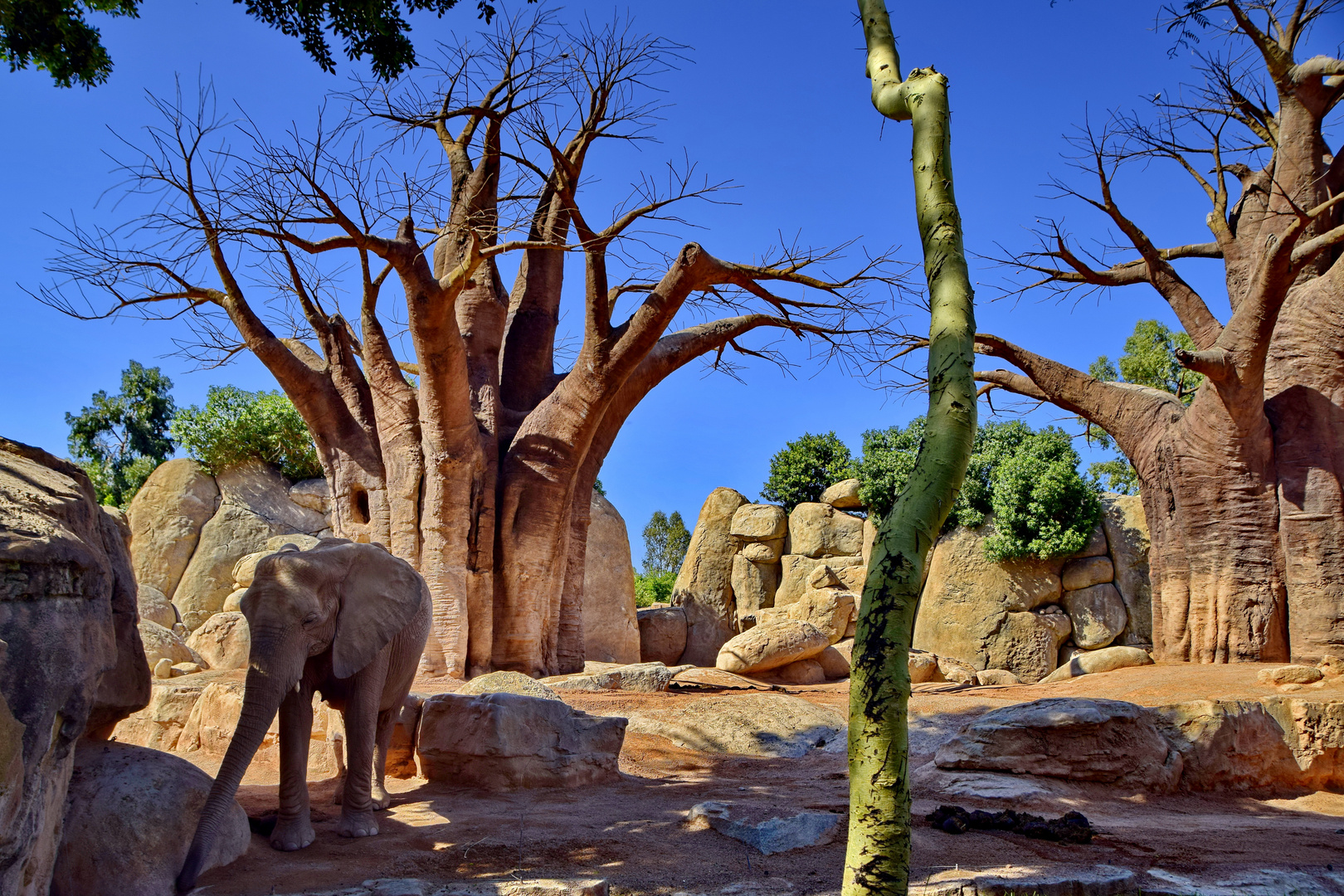 Afrikanische Baobab Bäume