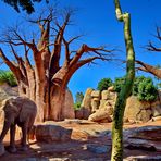 Afrikanische Baobab Bäume
