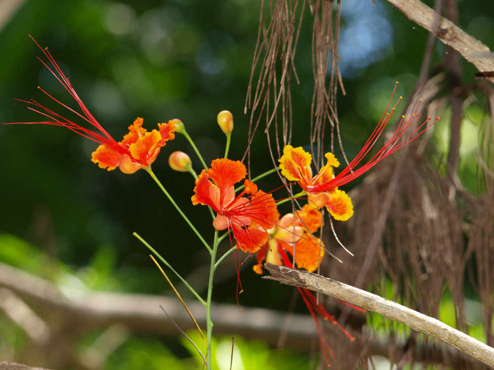 Afrikanische Blüte