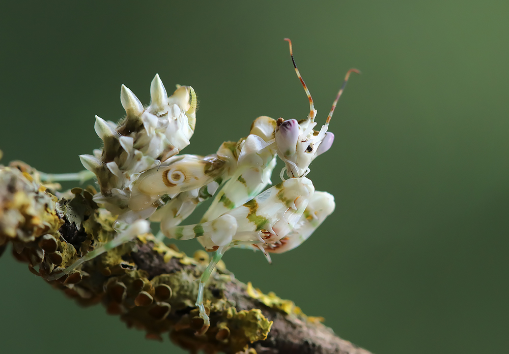 afrikanische Blütenmantis