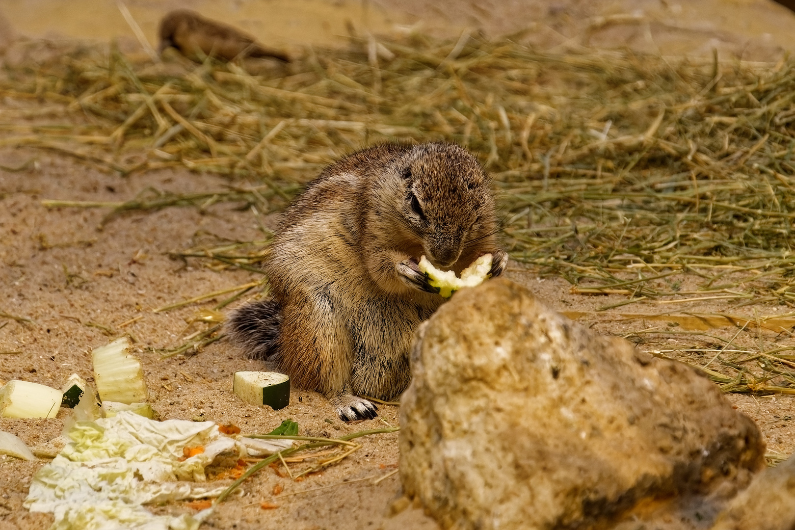  Afrikanische Borstenhörnchen