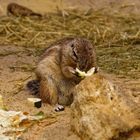  Afrikanische Borstenhörnchen