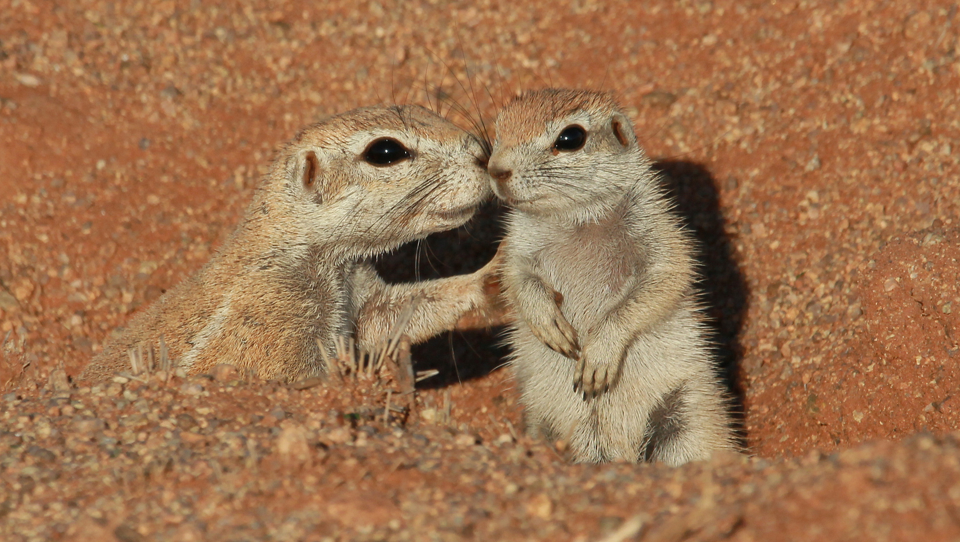 Afrikanische Borstenhörnchen