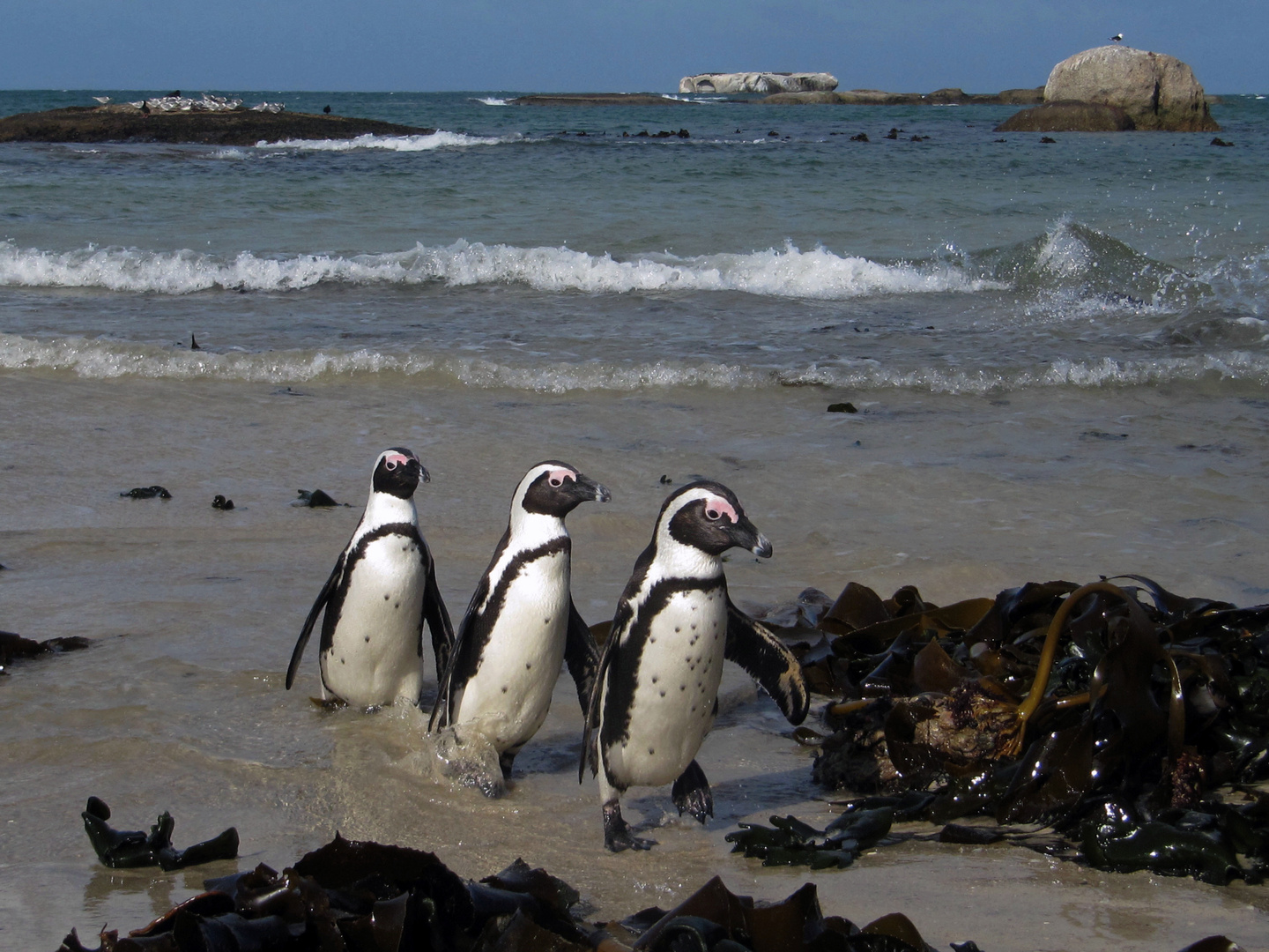 Afrikanische Brillenpinguine in Kapstadt