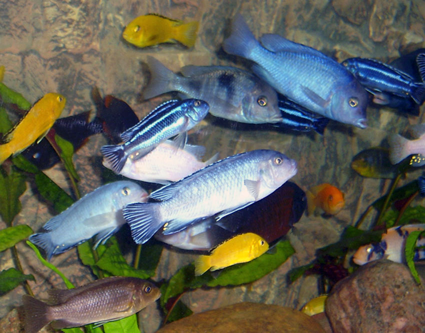 Afrikanische Buntbarsche Foto & Bild tiere, haustiere, aquaristik