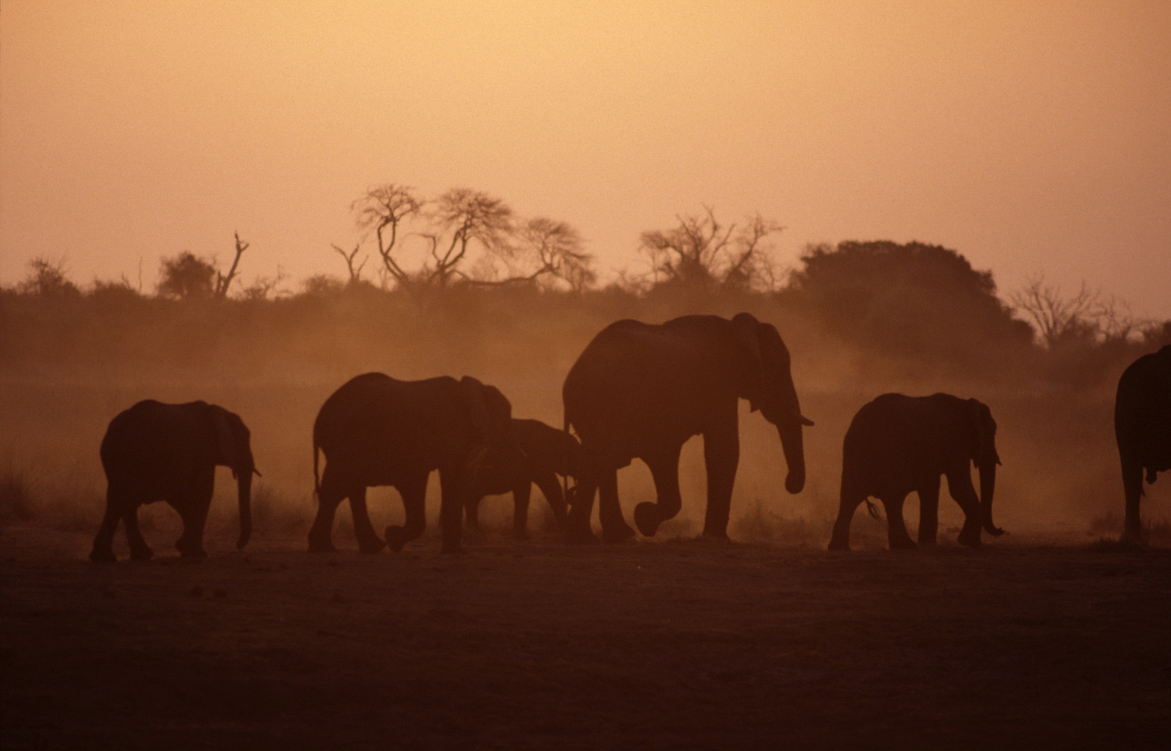 Afrikanische Elefanten auf dem Weg zum Wasser