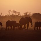 Afrikanische Elefanten auf dem Weg zum Wasser