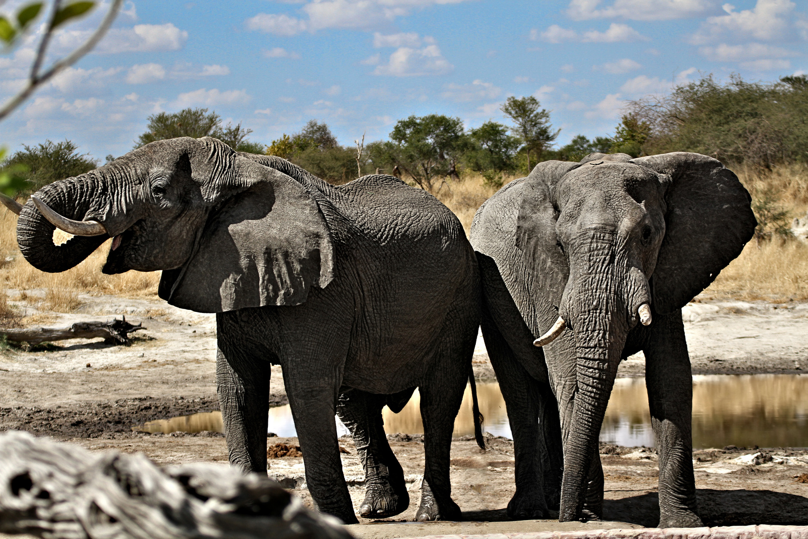 Afrikanische Elefanten Foto & Bild | natur, afrika, tiere Bilder auf