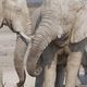 Afrikanische Elefanten (Etosha Park, Namibia)