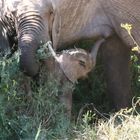 Afrikanische Elefanten-Herde am frühen Morgen - Bild 2