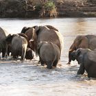 Afrikanische Elefanten-Herde am späten Nachmittag - Bild 1