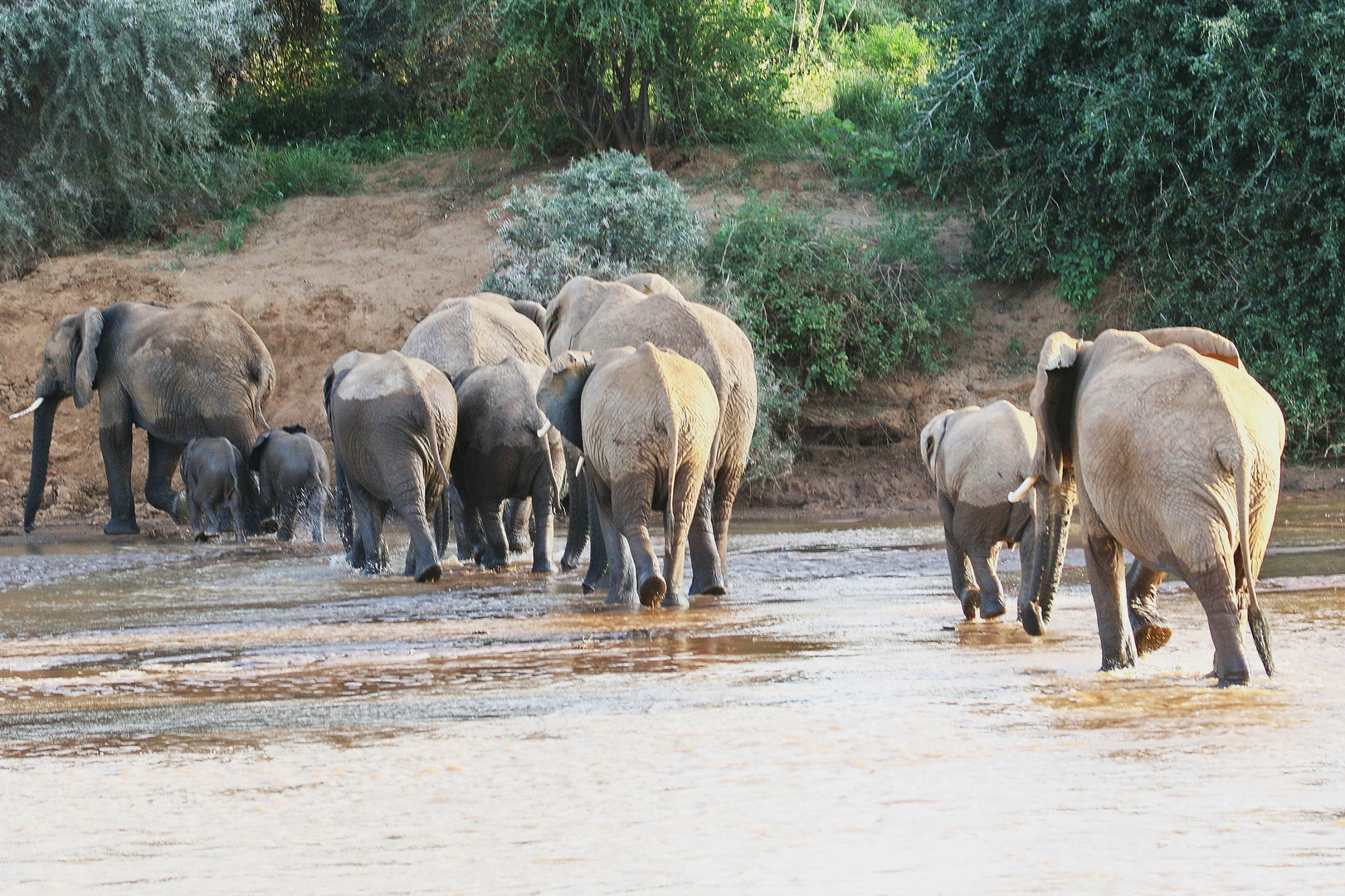 Afrikanische Elefanten-Herde am späten Nachmittag - Bild 2