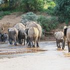 Afrikanische Elefanten-Herde am späten Nachmittag - Bild 2