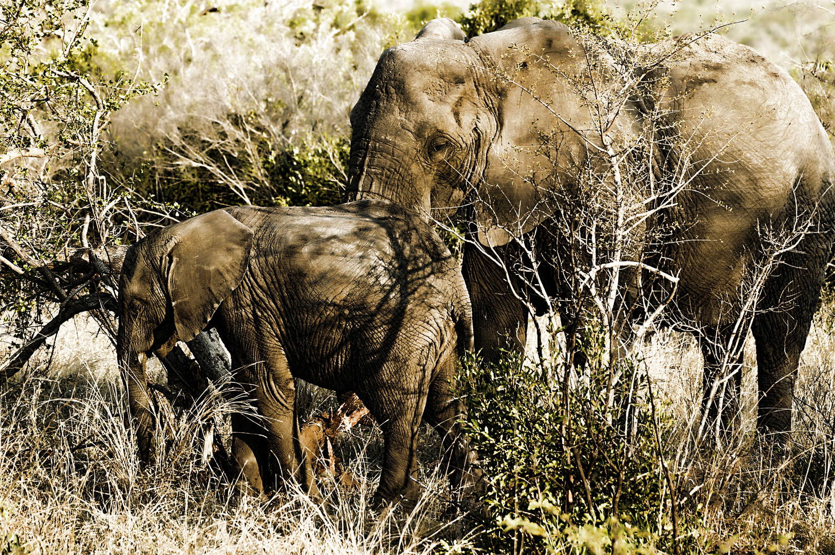 Afrikanische Elefanten - Impression