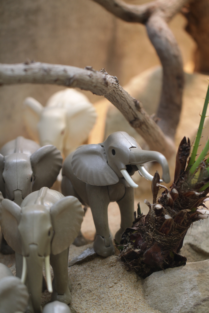 Afrikanische Elefanten in der Wilhelma