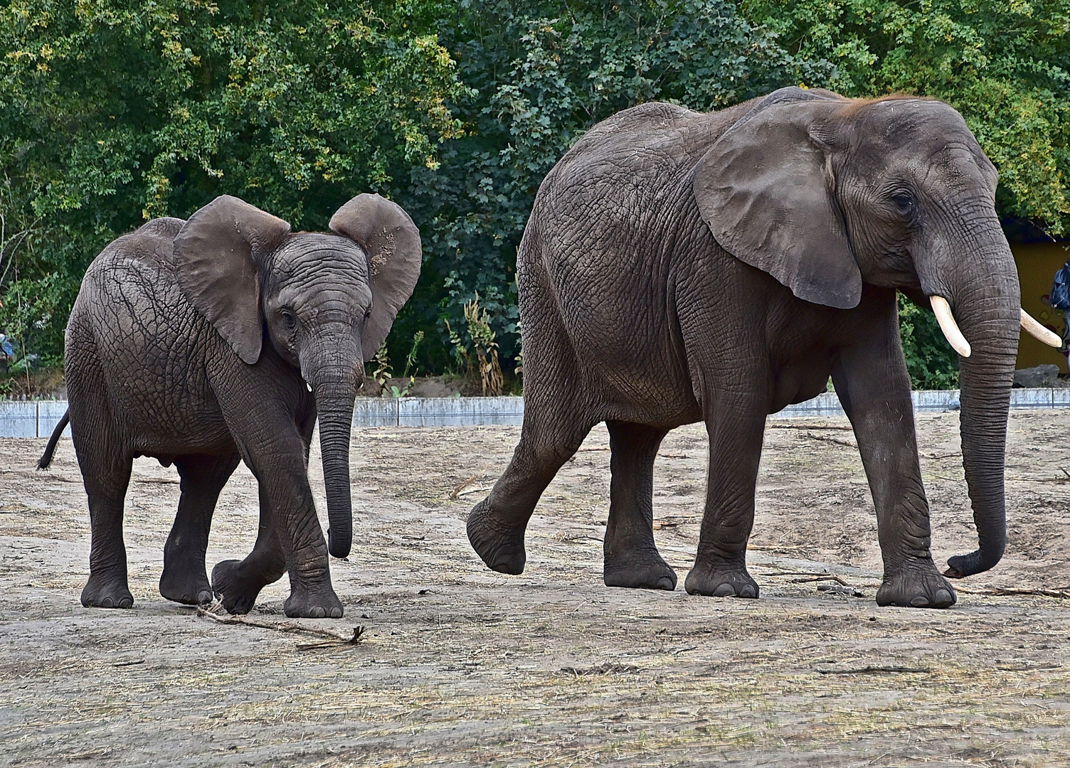 Afrikanische Elefanten (Loxodonta africana)