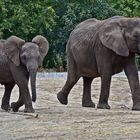 Afrikanische Elefanten (Loxodonta africana)